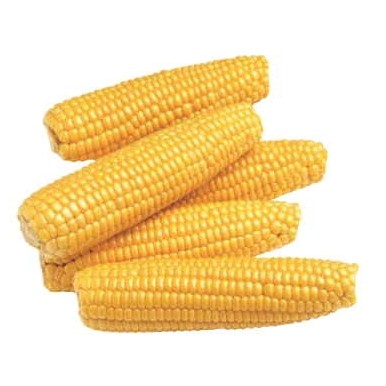 Corn On Cob Promotional Magnet w/Strip Magnet (10 Square Inch)