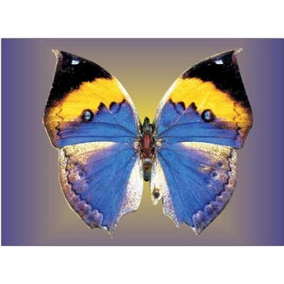 Black & Blue Butterfly Rectangle Metal Photo Magnet (2"x3")