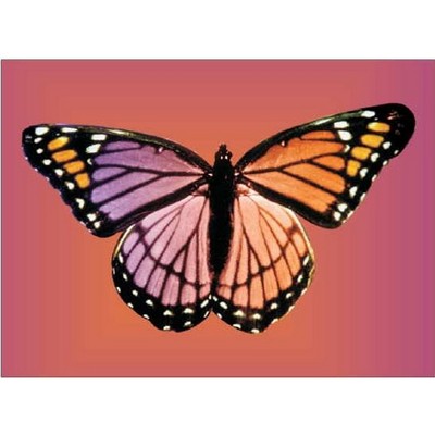 Purple & Pink Butterfly Rectangle Metal Photo Magnet (2"x3")