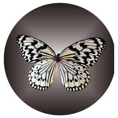 Black & White Butterfly Round Metal Photo Magnet (2 1/2")