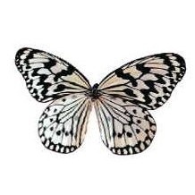 Black & White Butterfly Lapel Pin