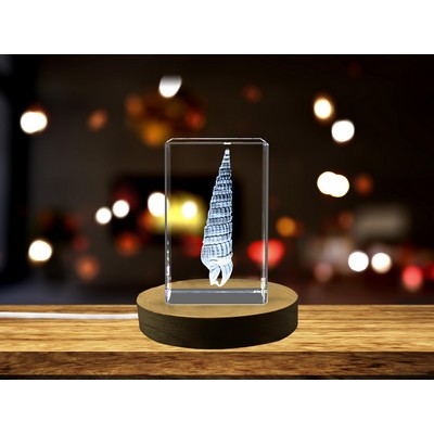 Auger Seashell Crystal Trophy Award - Coastal Decor