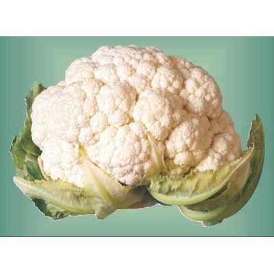 Cauliflower Metal Photo Magnet (2 1/2"x2 1/2")