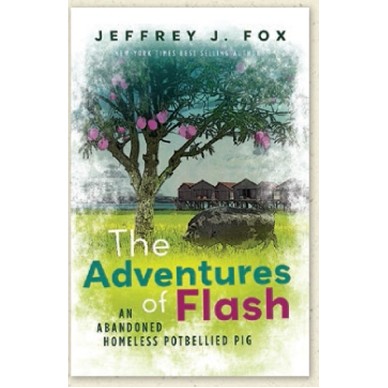 The Adventures of Flash (An Abandoned Homeless Potbellied Pig)