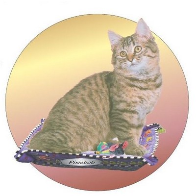 Pixiebob Cat Acrylic Coaster w/Felt Back