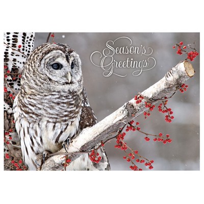 Winter Owl Holiday Cards