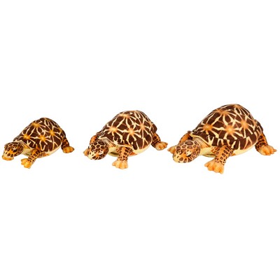 Brown Tortoises 3 sizes