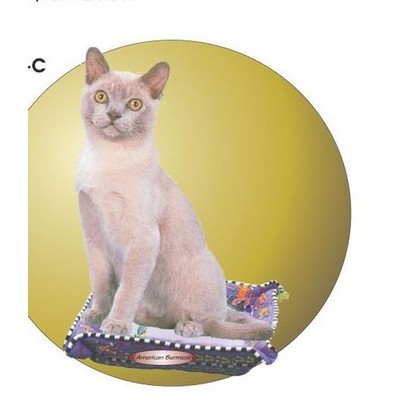 American Burmese Cat Acrylic Coaster w/Felt Back