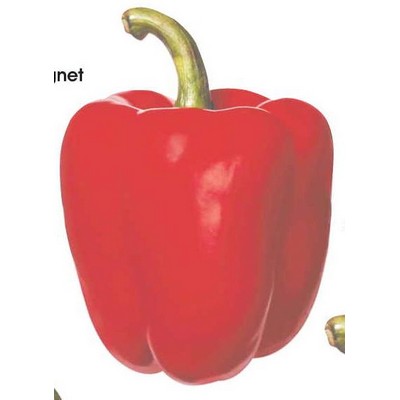Red Bell Pepper Maxi Magnet (8 Square Inch)