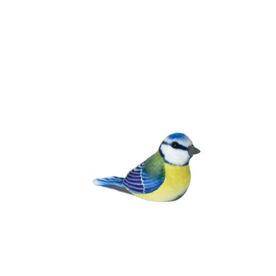 Blue and Yellow Parus