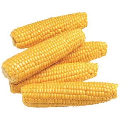 Corn On Cob Maxi Magnet (8 Square Inch)