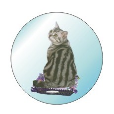 American Shorthair Cat Round Metal Photo Magnet (2 1/2")