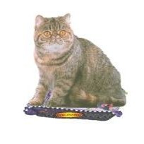 Exotic Shorthair Cat Lapel Pin