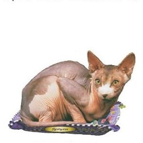 Sphynx Cat Executive Magnet w/ Full Magnetic Back (6 Square Inch)