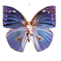 Blue Butterfly Executive Magnet w/ Full Magnetic Back (10 Square Inch)