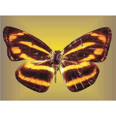 Brown & Yellow Butterfly Metal Photo Magnet (2 1/2"x3 1/2")