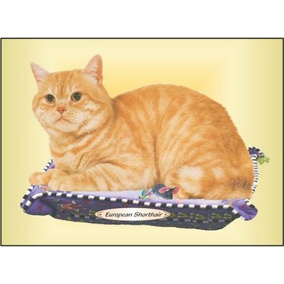 European Shorthair Cat Rectangle Metal Photo Magnet (2"x3")
