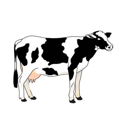 Cow Maxi Magnet (3 Square Inch)