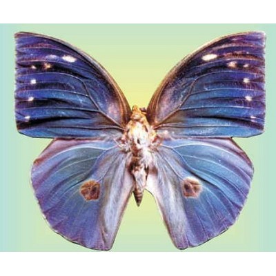 Blue Butterfly Metal Photo Magnet (2 1/2"x2 1/2")