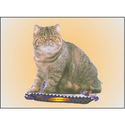 Exotic Shorthair Cat Rectangle Metal Photo Magnet (2"x3")