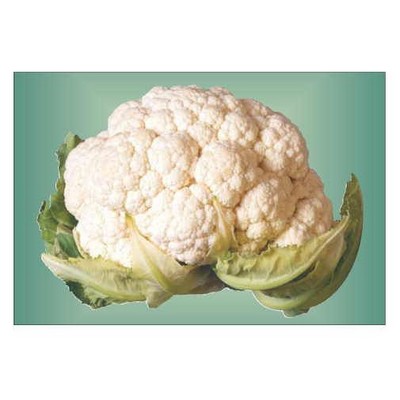 Cauliflower Rectangle Badge w/ Bar Pin (2"x3")