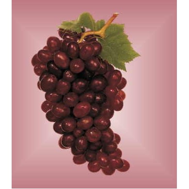 Purple Grapes Metal Photo Magnet (2 1/2"x2 1/2")