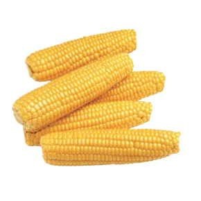 Corn On Cob Promotional Magnet w/Strip Magnet (3 Square Inch)
