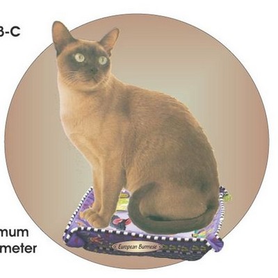 European Burmese Cat Acrylic Coaster w/Felt Back