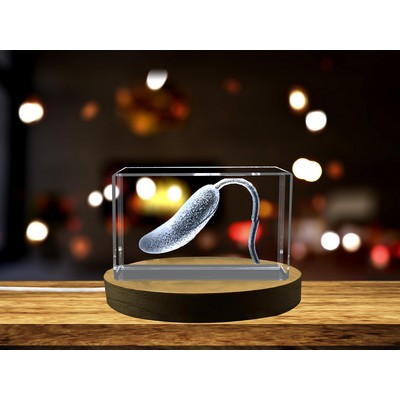 3D Engraved Crystal Vibrio Germ Sculpture - Microbiology Art w/LED Base