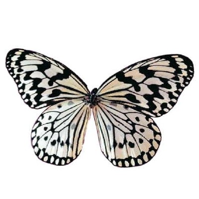 Black & White Butterfly Magnet w/ Full Magnetic Back (10 Square Inch)