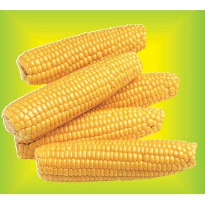 Corn On Cob Metal Photo Magnet (2½"x2½")