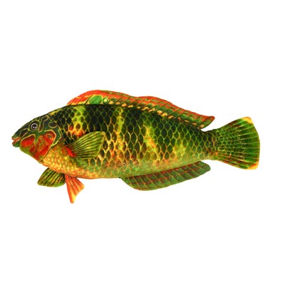 Green Fish