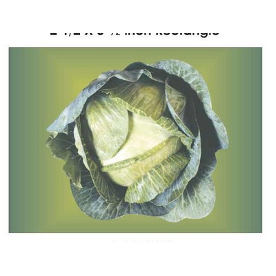 Cabbage Metal Photo Magnet (2 1/2"x3 1/2")