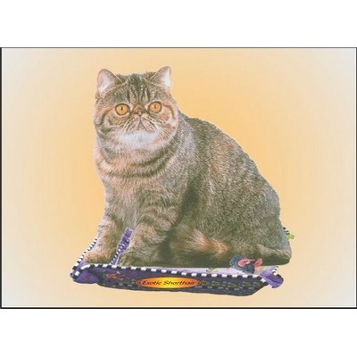 Exotic Shorthair Cat Rectangle Badge w/ Bar Pin (2"x3")