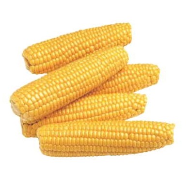 Corn On Cob Executive Magnet w/Full Magnetic Back (10 Square Inch)
