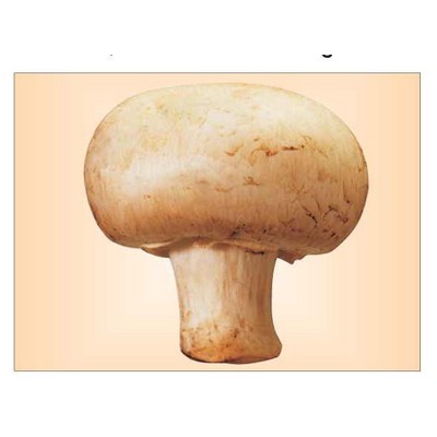 Mushroom Metal Photo Magnet (2 1/2"x3 1/2")