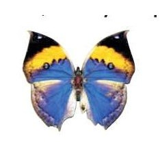 Black & Blue Butterfly Lapel Pin