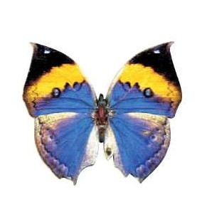 Black & Blue Butterfly Magnet w/ Full Magnetic Back (4 Square Inch)