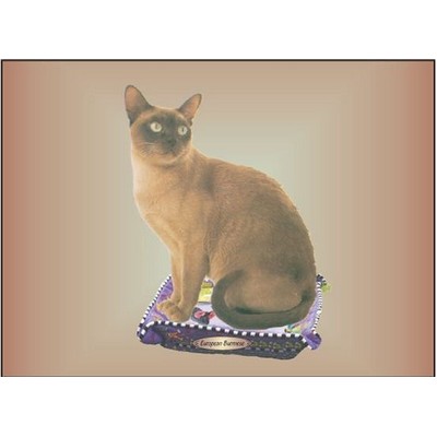European Burmese Cat Rectangle Metal Photo Magnet (2"x3")