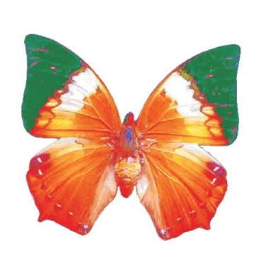 Orange & Green Butterfly Magnet w/ Full Magnetic Back (10 Square Inch)