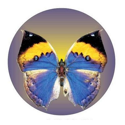 Black & Blue Butterfly Round Metal Photo Magnet (2 1/2")