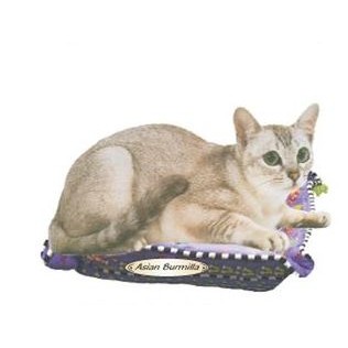 Asian Burmilla Cat Executive Magnet w/ Full Magnetic Back (3 Square Inch)