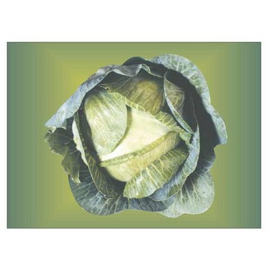 Cabbage Rectangle Badge w/ Bar Pin (2 1/2"x3 1/2")