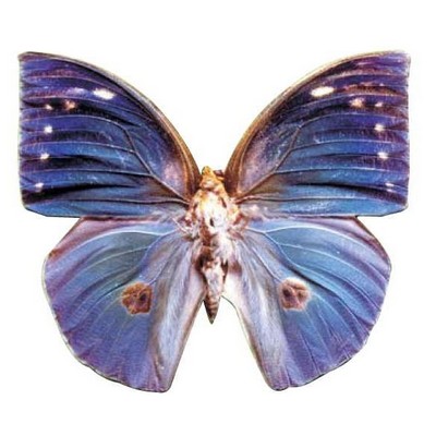 Blue Butterfly Acrylic Coaster w/Felt Back