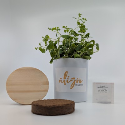 Glass Grow Kit | Candle Jar Planter | 16+ Seed Options | Complete Kit | Repurposed Glass