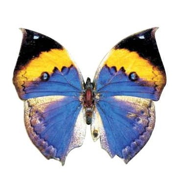 Black & Blue Butterfly Magnet w/ Full Magnetic Back (10 Square Inch)