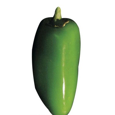 Jalapeno Maxi Magnet (4 Square Inch)