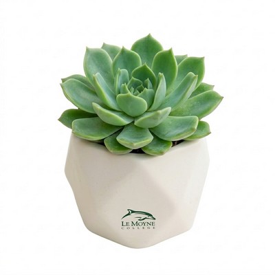 Assorted Succulents in White Ceramic Pot