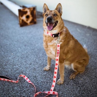 6' Slip Dog Leash (Medium)