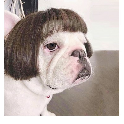 Funny wig for pets